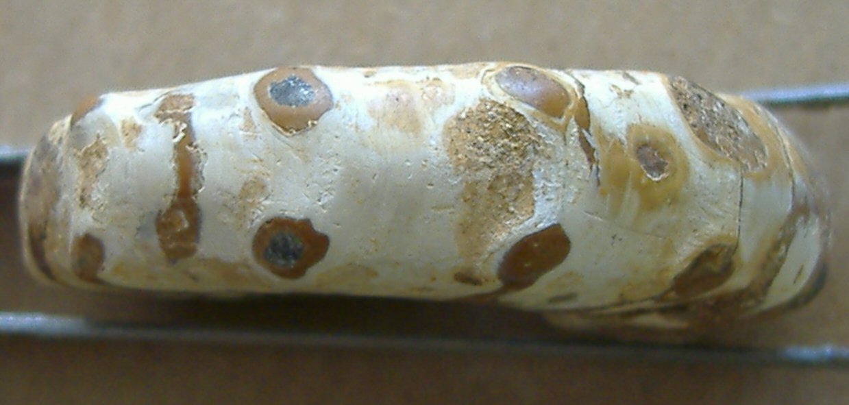 AMMONITE 5